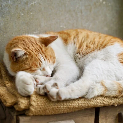 写真:寝ている猫